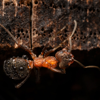 mravenec lesní - Formica rufa