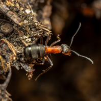 mravenec lesní - Formica rufa