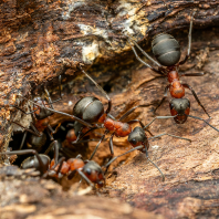 mravenec lesní - Formica rufa