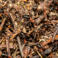 mravenec lesní - Formica rufa