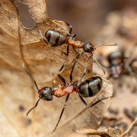 mravenec lesní - Formica rufa