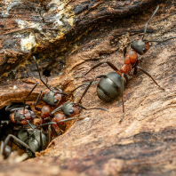 mravenec lesní - Formica rufa
