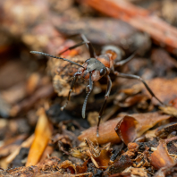 mravenec lesní - Formica rufa