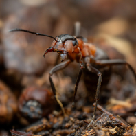 mravenec lesní - Formica rufa