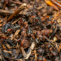 mravenec lesní - Formica rufa