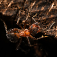 mravenec lesní - Formica rufa