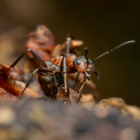 mravenec lesní - Formica rufa