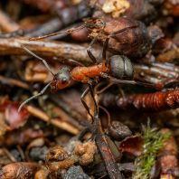 mravenec lesní - Formica rufa