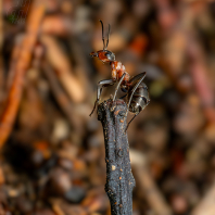mravenec lesní - Formica rufa