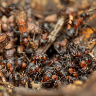 mravenec lesní - Formica rufa