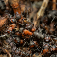 mravenec lesní - Formica rufa