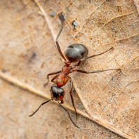 mravenec lesní - Formica rufa