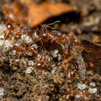 mravenec rezavý - Myrmica ruginodis