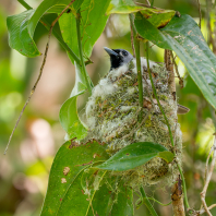 muchálek východoaustralský - Monarcha melanopsis