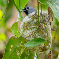 muchálek východoaustralský - Monarcha...
