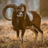 muflon - Ovis orientalis