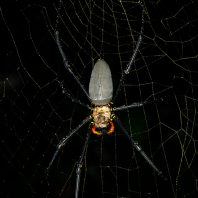 nefila chluponohá - Nephila pilipes