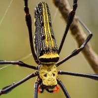 nefila chluponohá - Nephila pilipes