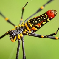 nefila chluponohá - Nephila pilipes