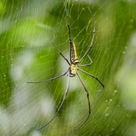 nefila chluponohá - Nephila pilipes