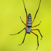 nefila sokoterská - Nephila sumptuosa