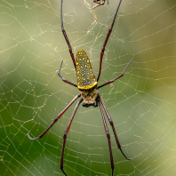 nefila východní - Trichonephila antipodiana