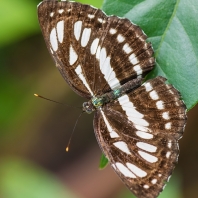 Neptis hylas
