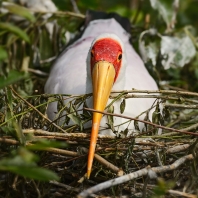 nesyt africký - Mycteria ibis