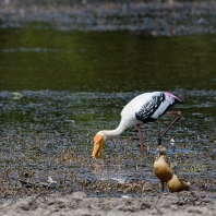 nesyt indický - Mycteria leucocephala