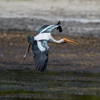 nesyt indický - Mycteria leucocephala