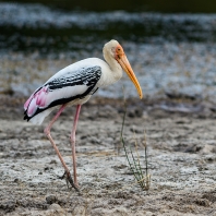 nesyt indický - Mycteria leucocephala