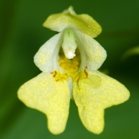 netýkavka malokvětá - Impatiens parviflora