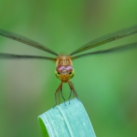 Neurothemis fluctuans