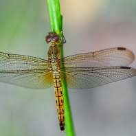 Neurothemis fluctuans