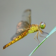 Neurothemis fluctuans