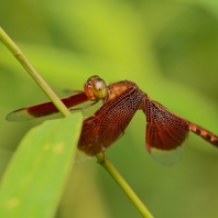 Neurothemis fluctuans