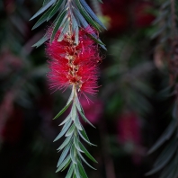 nitkovec vrbový - Callistemon viminalis