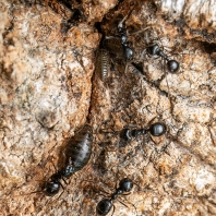 nosálka dubová - Stomaphis quercus