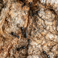 nosálka dubová - Stomaphis quercus