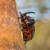 nosorožík kapucínek - Oryctes nasicornis