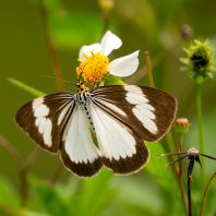 Nyctemera tripunctaria