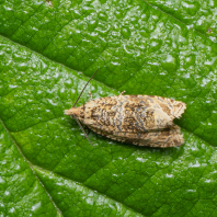 obaleč jahodníkový - Syricoris lacunana