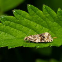 obaleč jahodníkový - Syricoris lacunana