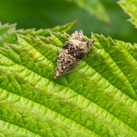 obaleč jahodníkový - Syricoris lacunana
