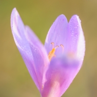 ocún jesenní - Colchicum autumnale