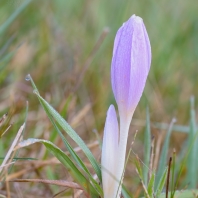 ocún jesenní - Colchicum autumnale