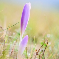 ocún jesenní - Colchicum autumnale