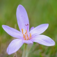 ocún jesenní - Colchicum autumnale