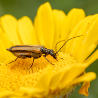 Oedemera femorata