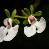 Oeonia oncidiflora